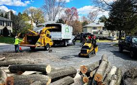 How Our Tree Care Process Works  in  Greenwood, SC