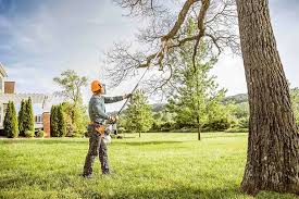 Reliable Greenwood, SC Tree Services Solutions